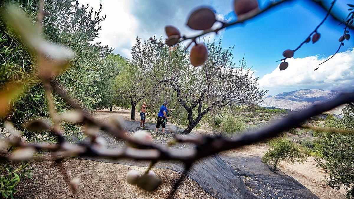 Recogida de almendras en el interior de la provincia. | DAVID REVENGA