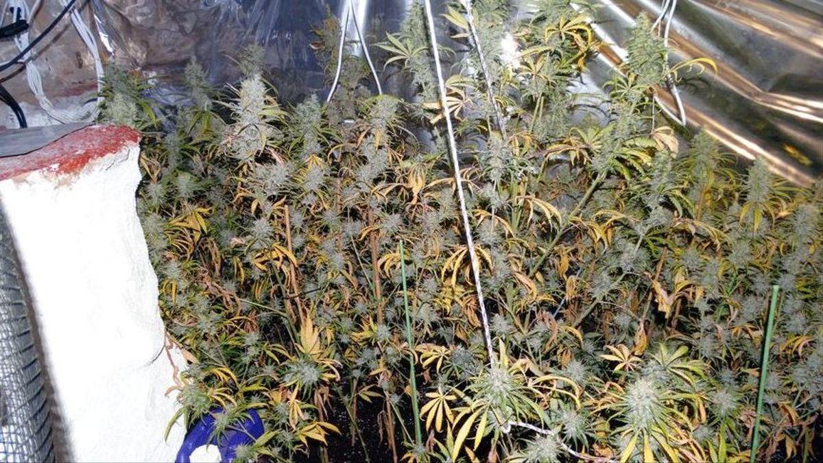 La marihuana localitzada durant l&#039;entrada a l&#039;habitatge d&#039;Avinyonet de Puigventós el 2018