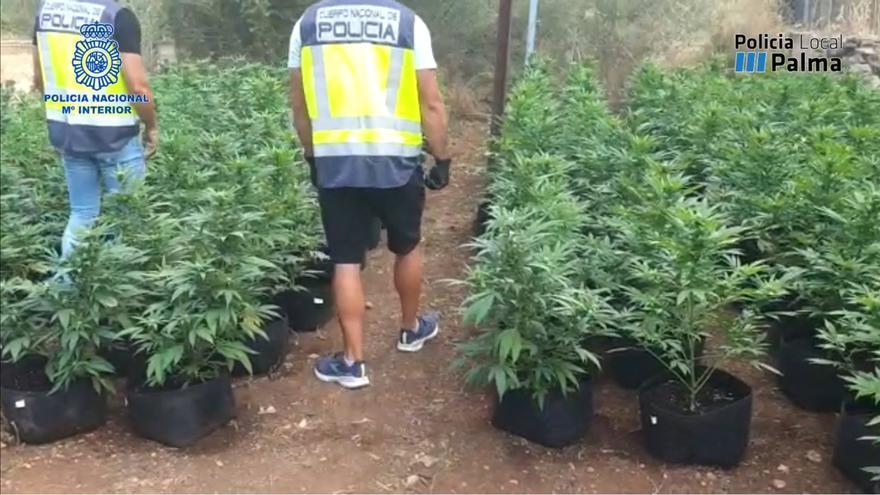 Desmantelan una plantación de marihuana en Costitx y un punto de venta de droga en Palma