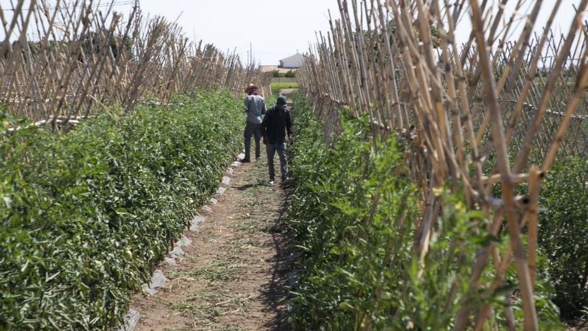 Campo de producción de tomates. |M.A. Montesinos