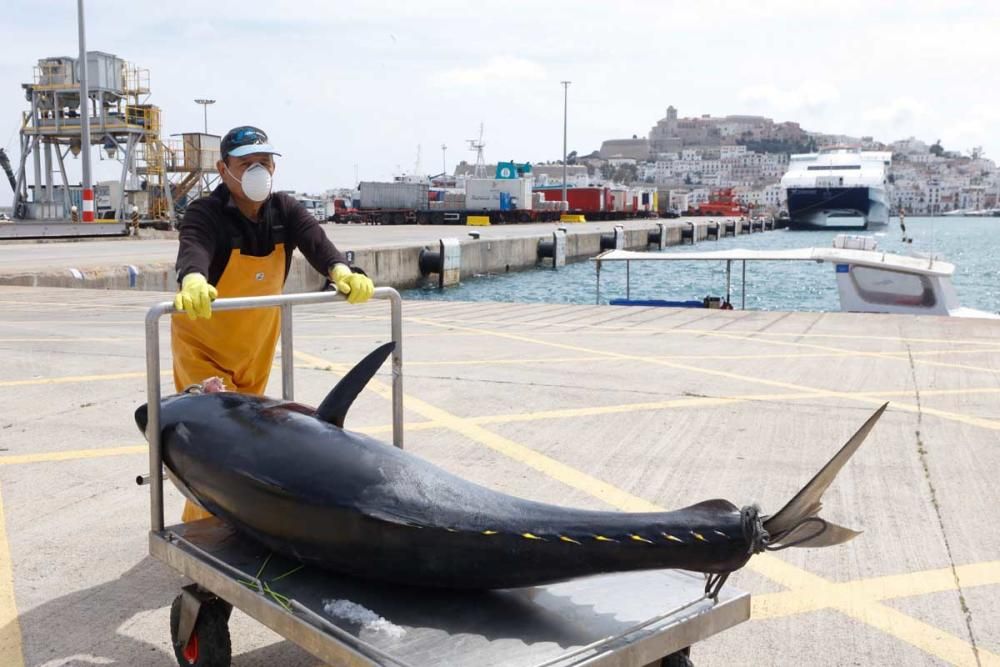 Un ibicenco captura un atún rojo de más de cien kilos