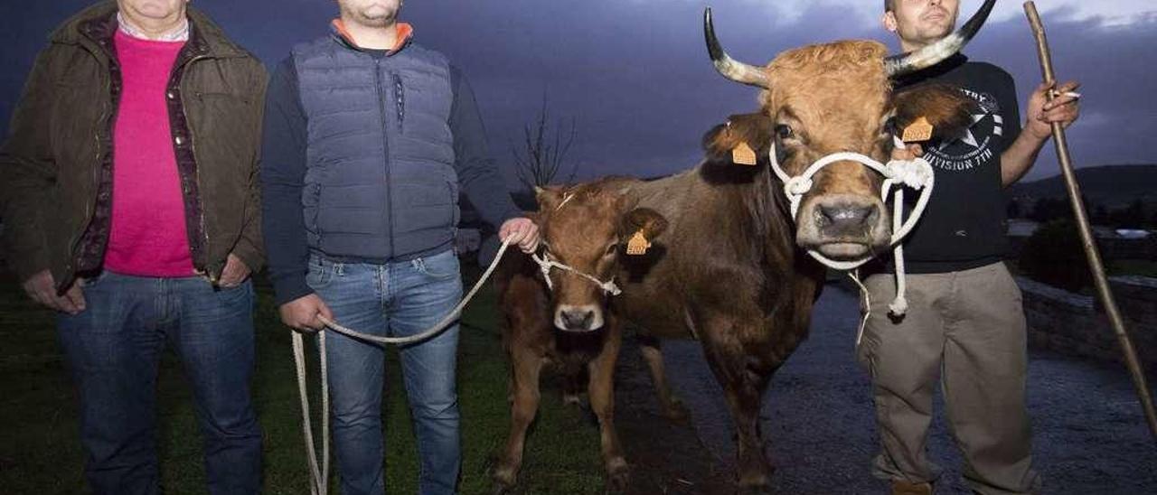 El presidente de la AVV &quot;La Purísima&quot;, con las dos reses que se subastan hoy en Manzaneda (Gozón).