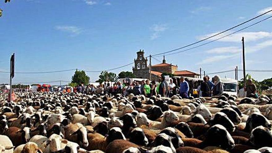 Las ovejas en el momento de la llegada a San Vitero procedentes de la Alta Sanabria.