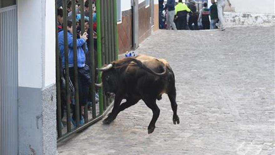 Imagen de archivo de un festejo de bou al carrer.