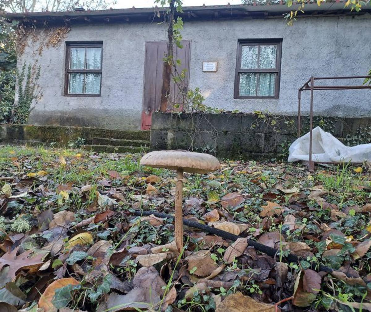 Futuro Refuxio Micolóxico de Celanova. |  FdV