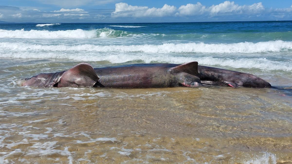 La cría de tiburón peregrino hallada muerta, hoy, en la playa ferrolana de Doniños.