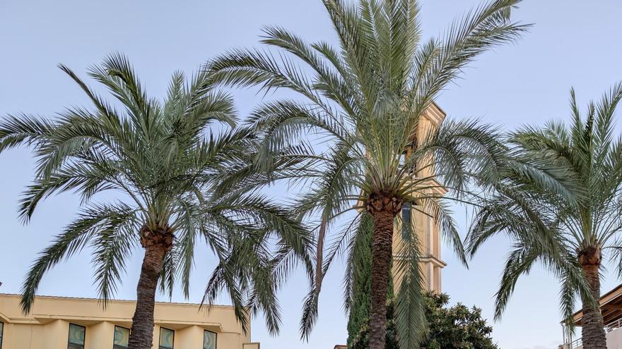 La Fira Arrela&#039;t de Palmera 2025 és un èxit rotund