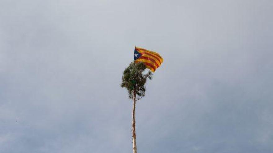 El pi, ben pelat i amb l&#039;estelada a dalt de tot