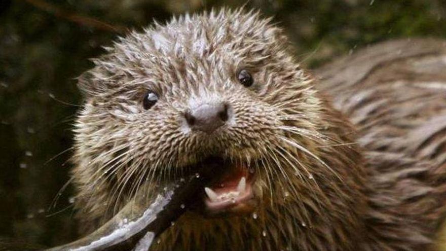 Vídeo | Captan por primera vez imágenes en movimiento de una nutria en el Clot en Burriana