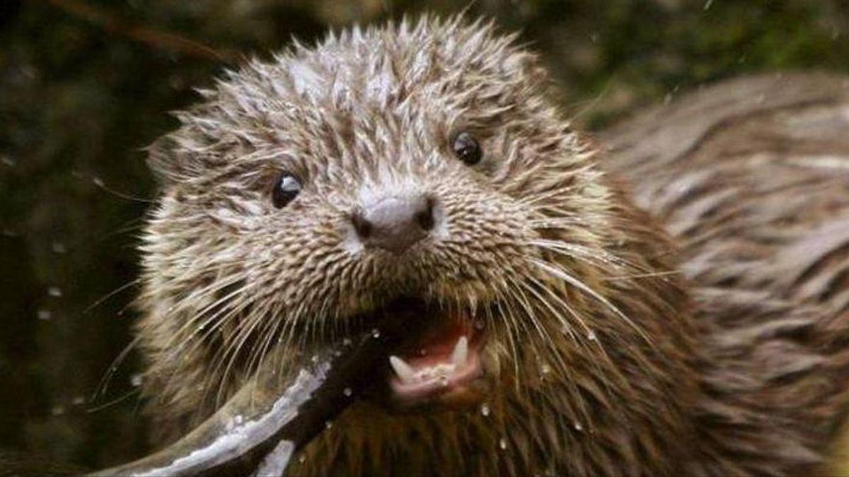 Captan por primera vez en vídeo a una nutria en el Clot en Burriana