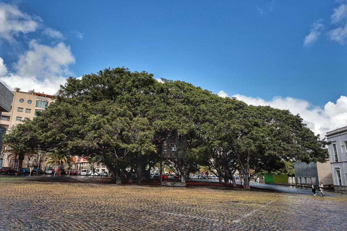 Árboles en Santa Cruz.