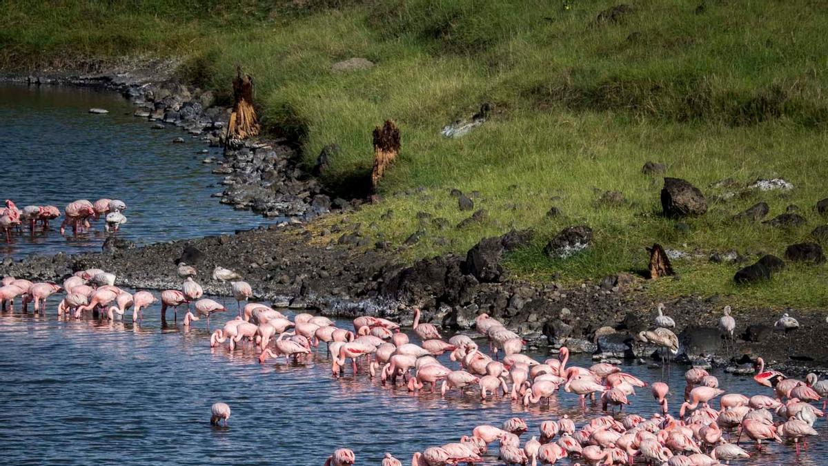 II Expedición VIAJAR: del Serengeti al Ngorongoro