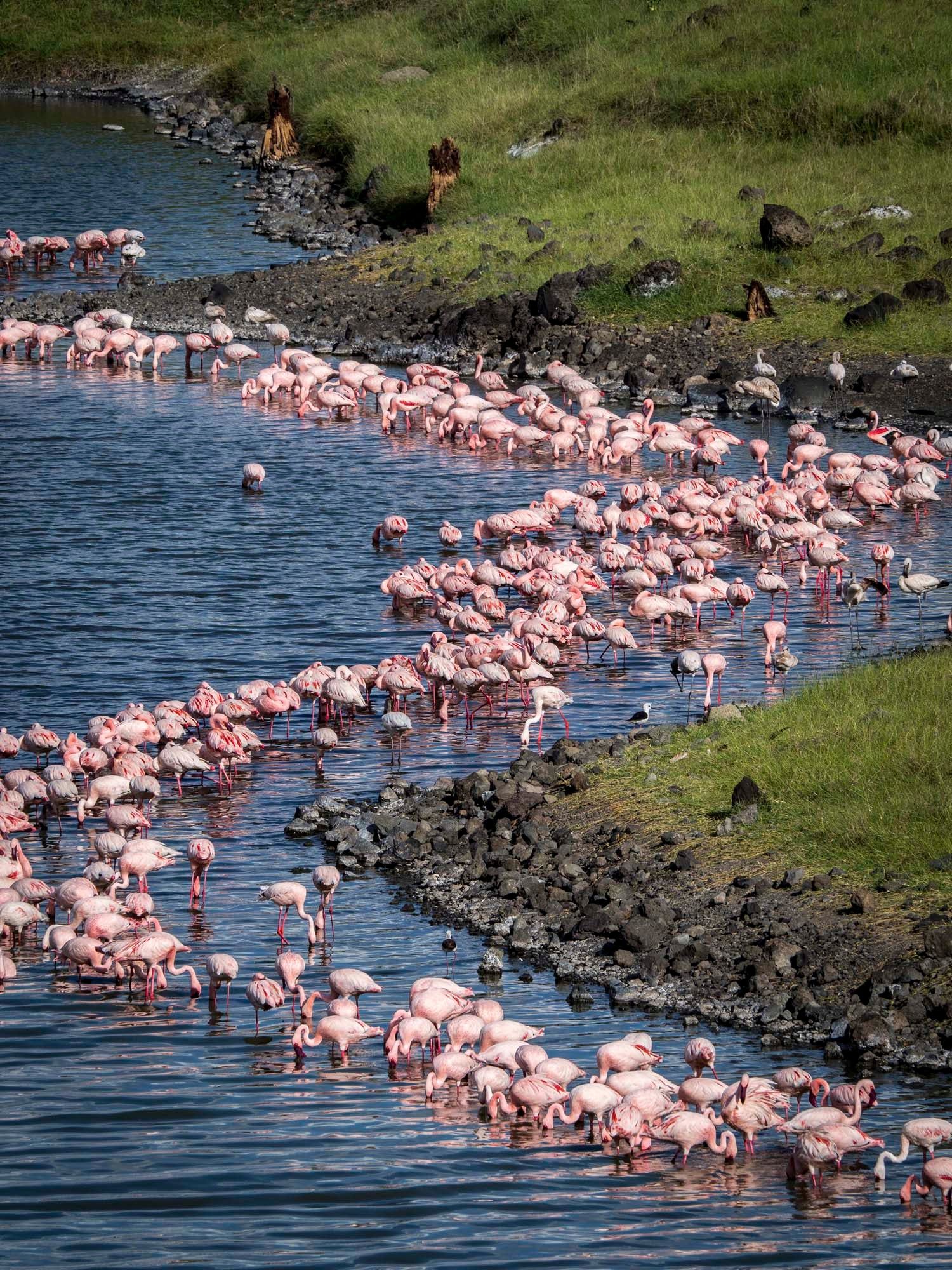 Flamencos en el lago Manyara