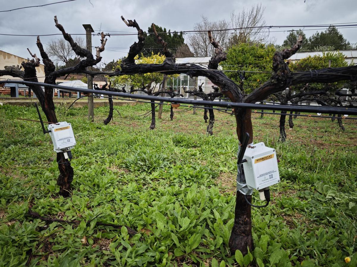 Hydrostat es un pionero sensor que controla la sed de los cultivos leñosos