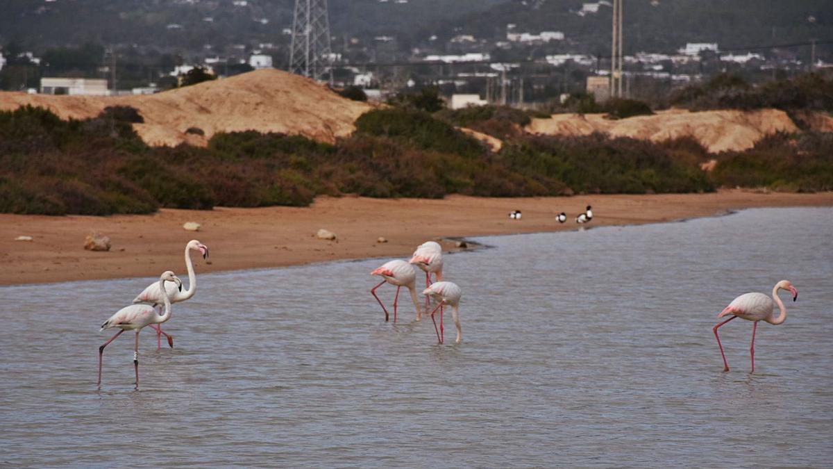 Flamencos en el Parque Natural de ses Salines, en los estanques más próximos a sa Sal Rossa, este mes de enero.