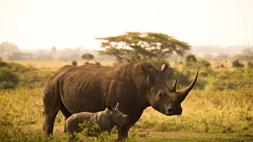 El rinoceronte, en situación crítica: solo quedan 27.000 de los 500.000 que había hace un siglo