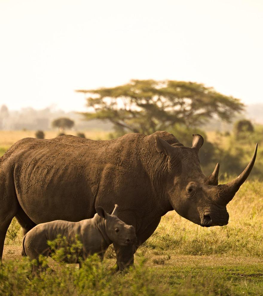 El rinoceronte, en situación crítica: solo quedan 27.000 de los 500.000 que había hace un siglo