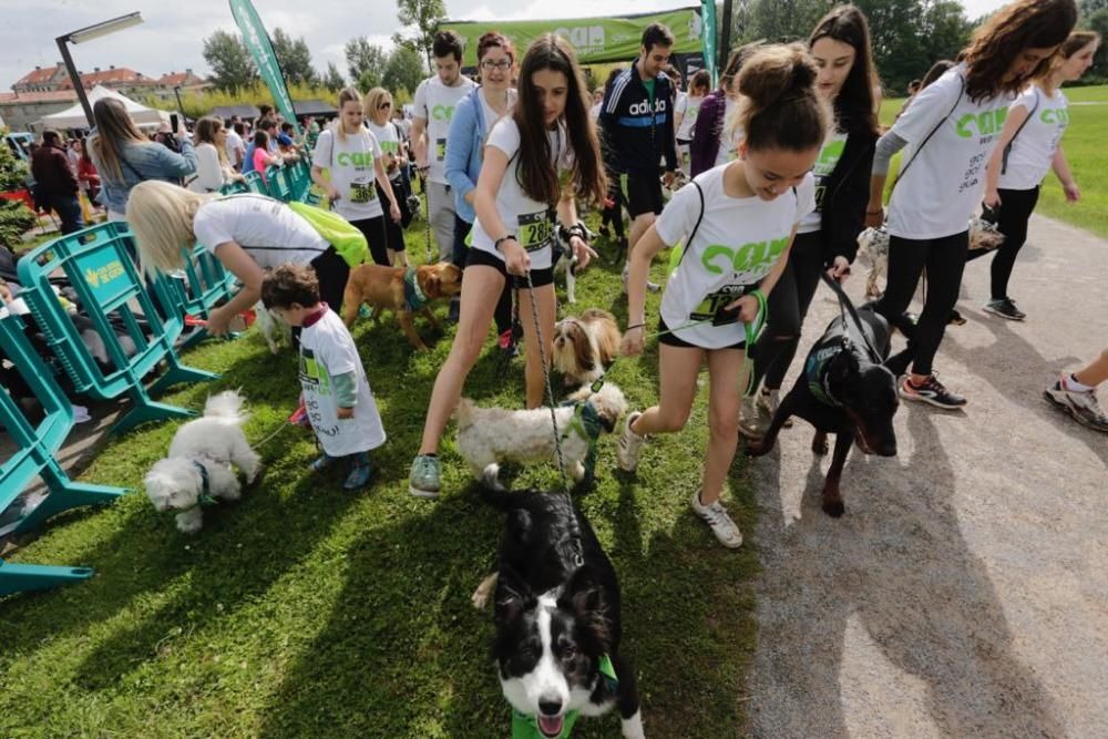 "Can We Run" reúne a más de 400 perros y corredores en el Parque Fluvial de Viesques, en Gijón.