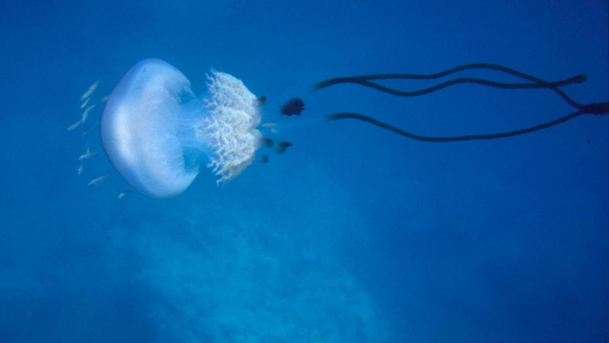 Ejemplar de medusa gigante.