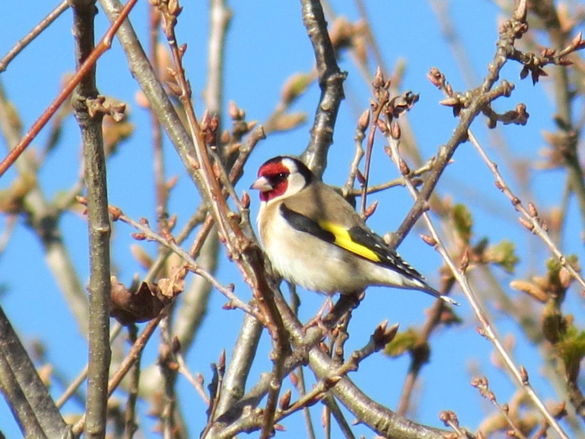 Jilguero europeo, con su careta roja identificativa.