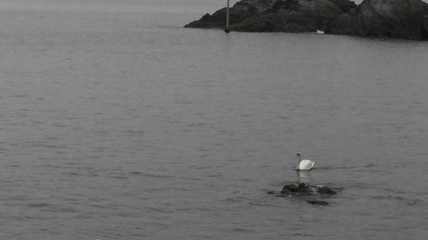 Los cisnes también ocupan Santa Cruz