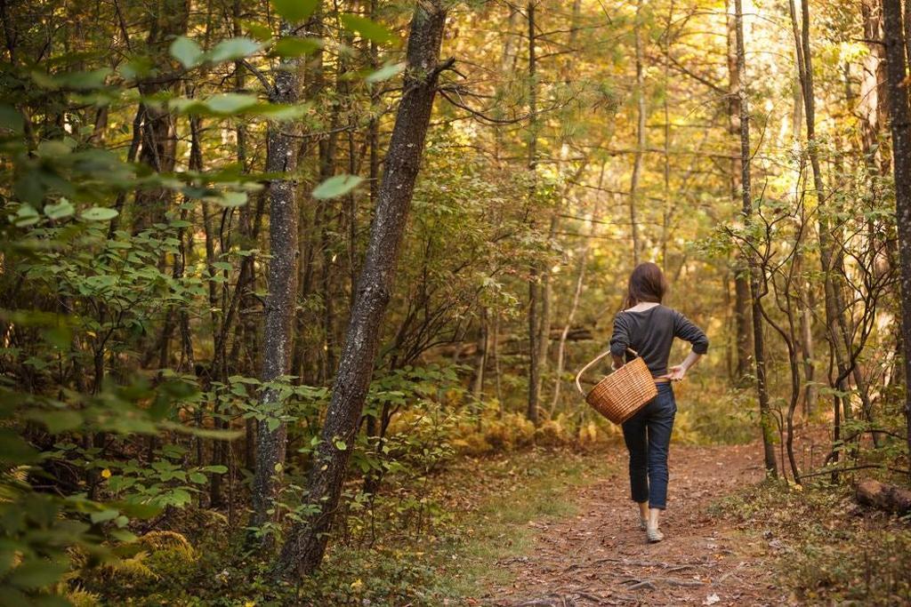 Trufiturismo en Soria