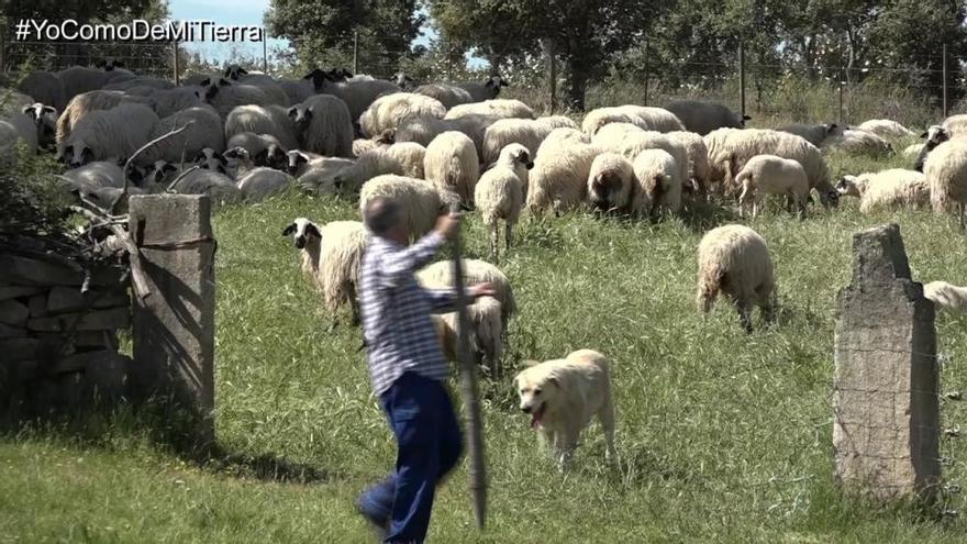 Campaña promocional del Patronato de Turismo para el consumo de lechazo, cabrito y cochinillo locales