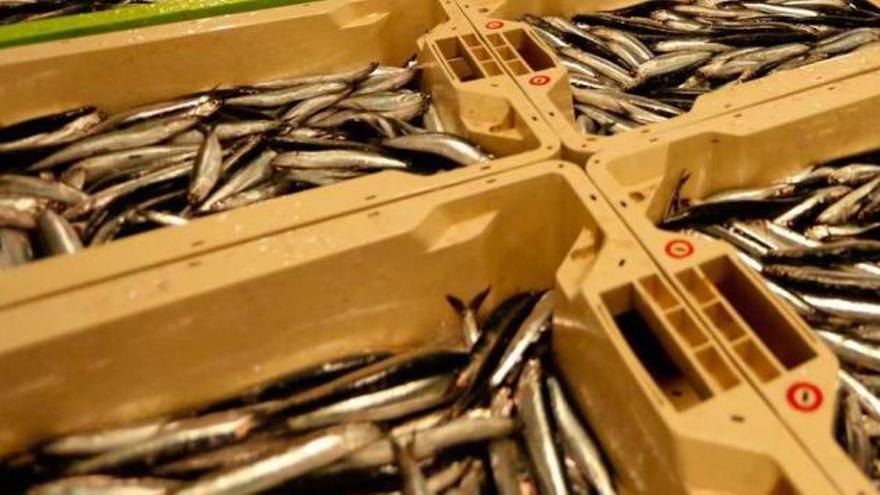 Los científicos constatan un máximo histórico de juveniles de anchoa en el golfo de Vizcaya