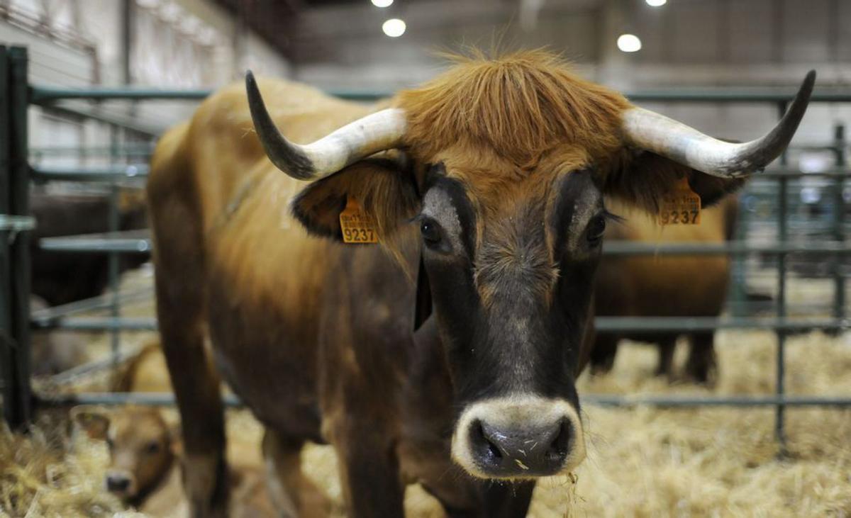 Ejemplar de vaca vianesa. |  Bernabé/Javier Lalín