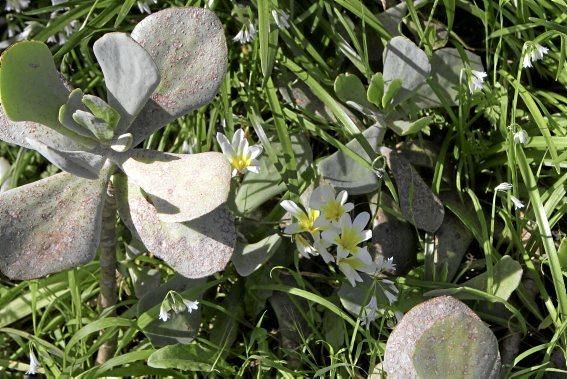 In Ariant blühen die mediterranen Pflanzen um die Wette. In dem von Heidi Gildemeister entworfenen Garten wird vieles den Launen der Natur und dem Zufall überlassen. Aber nicht alles.