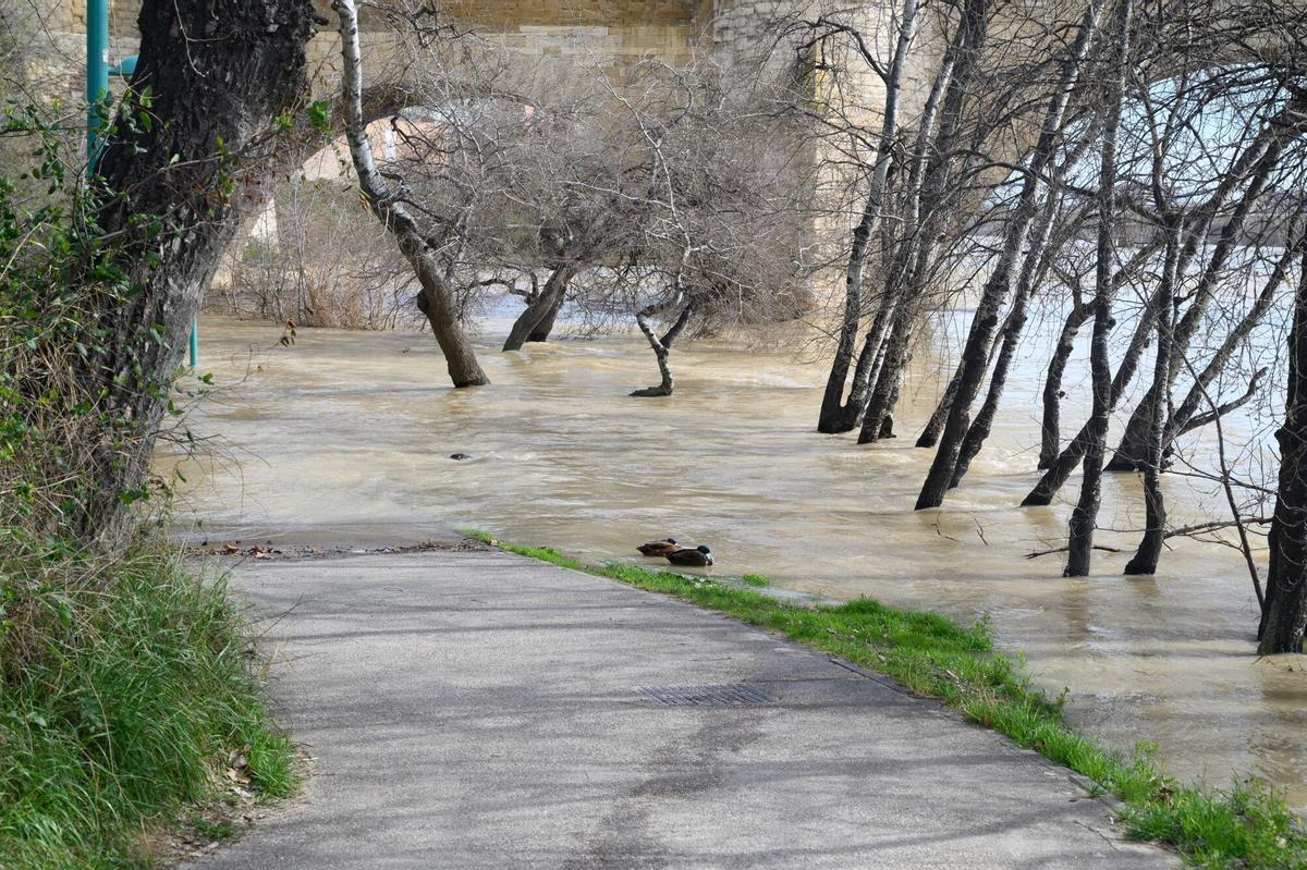 EN IMÁGENES | Crecida del río Ebro a la altura de Zaragoza