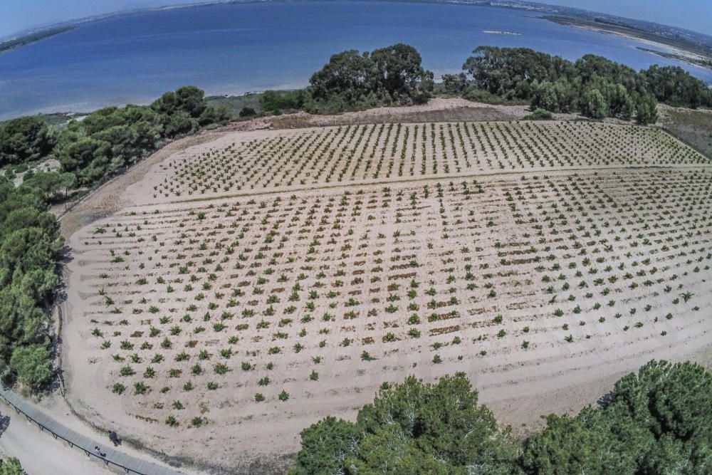 Un proyecto financiado con fondos europeos pretende restaurar el entorno de las lagunas de Torrevieja y La Mata con la retirada de 27.000 pinos y eucaliptos para "salvar" la pinada y replantar especie