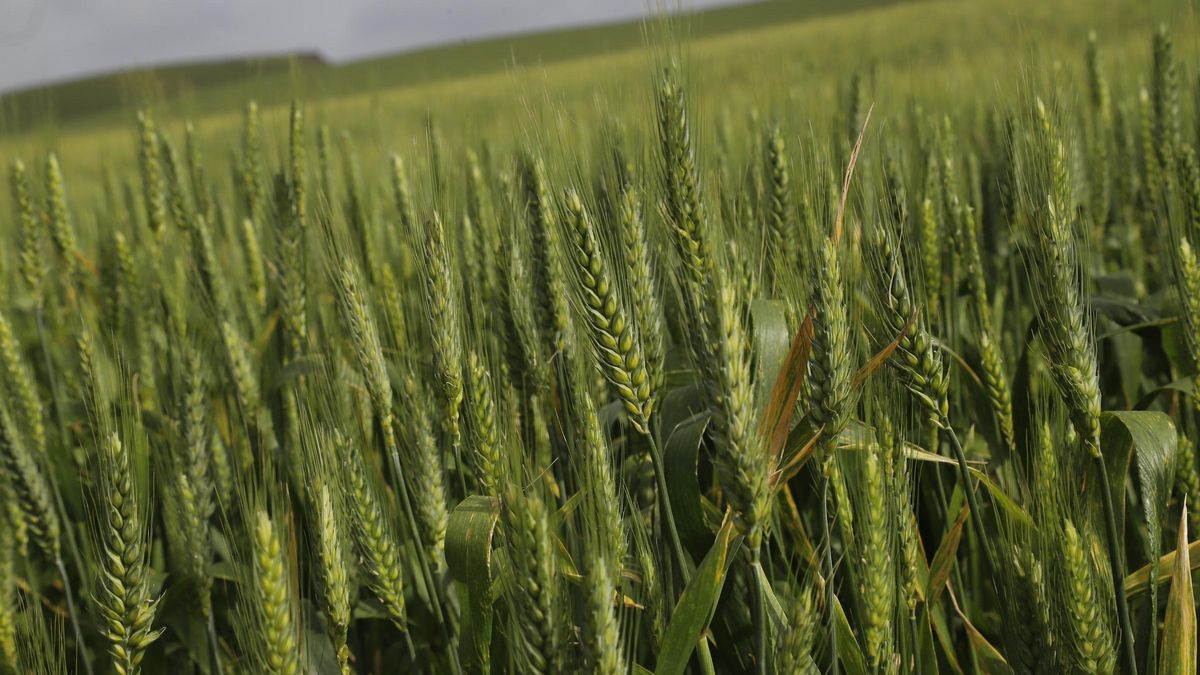 Imagen de un campo de trigo tomada hace unos días.