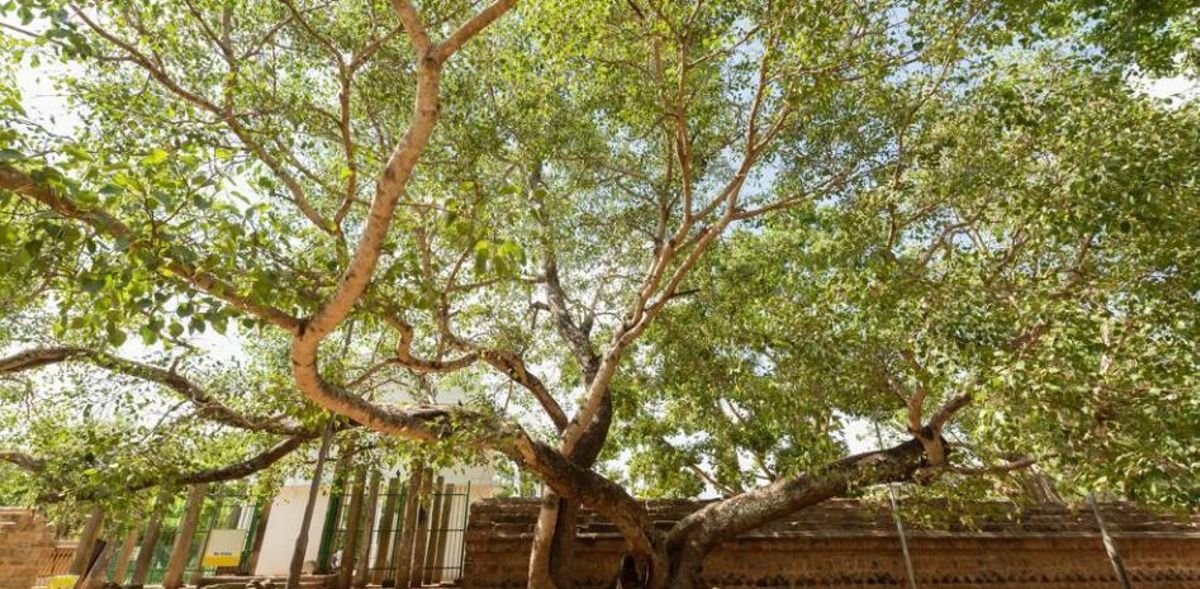 'Árbol hijo' en el interior del complejo arqueológico y religioso de Anuradhapura, en el norte de Sri Lanka