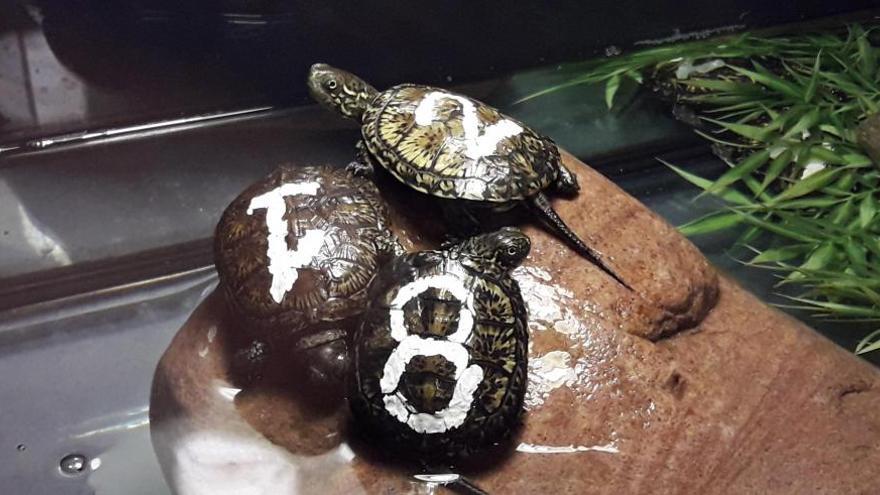 Liberados cinco ejemplares de galápagos europeos criados en el Acuario de Zaragoza