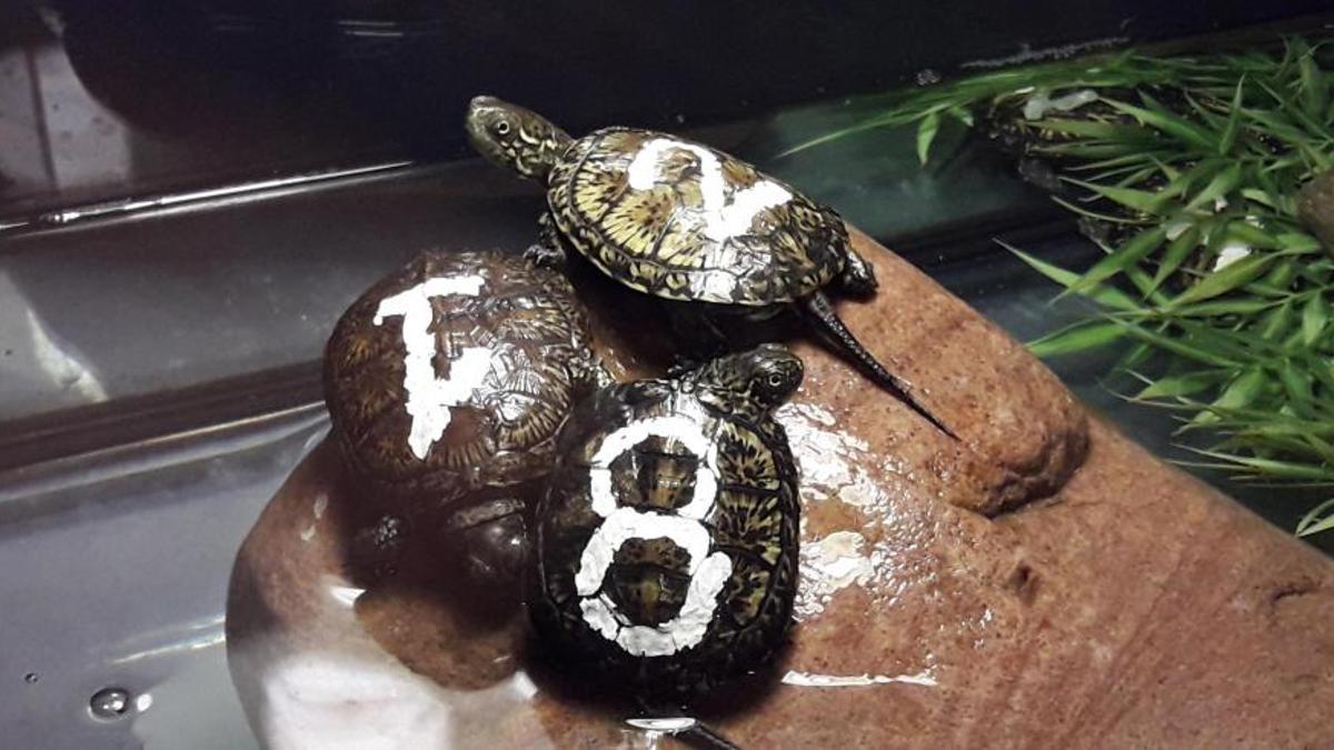 Algunos de los ejemplares de tortugas galápagos criadas en el Acuario de Zaragoza