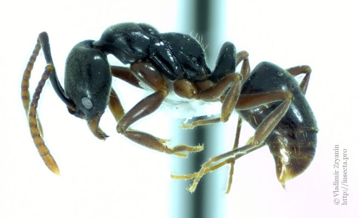 Hormiga aguja asiática