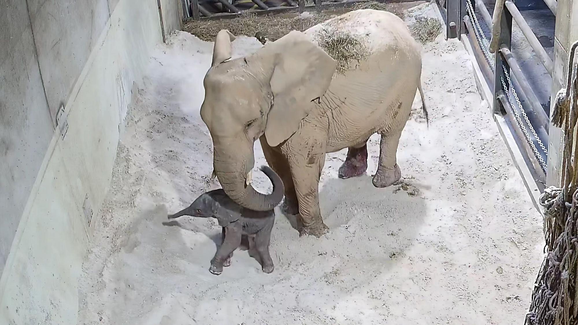 Cría de elefante recién nacida en Bioparc Valencia.