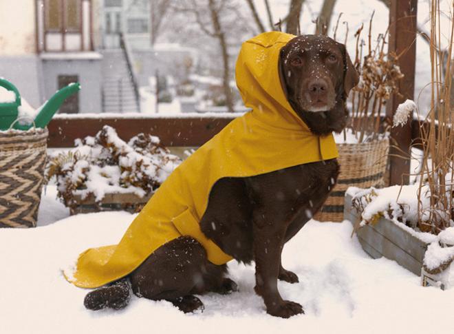 Zara lanza 'Pet Collection', una línea con diseños especiales para perros