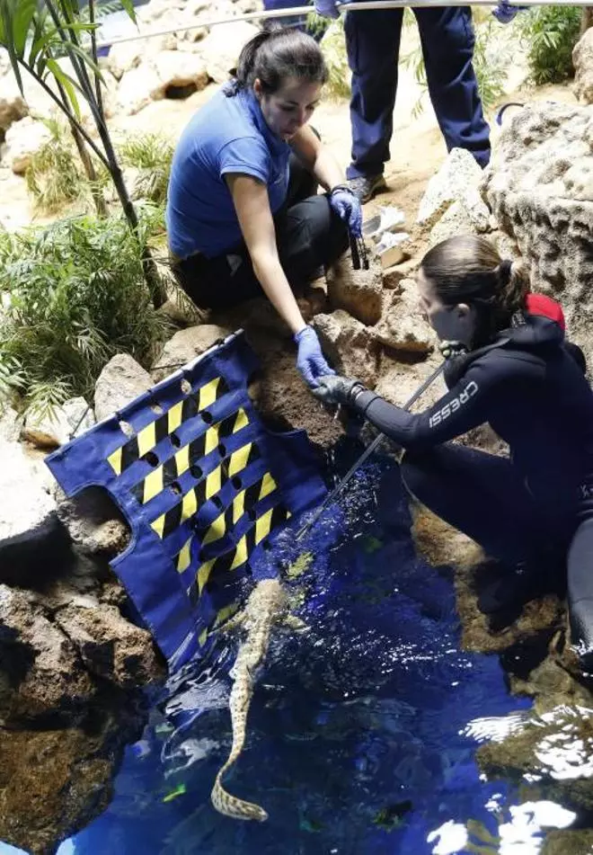Dos de los tres únicos tiburones cebra nacidos en cautividad en España entrenan en Poema del Mar