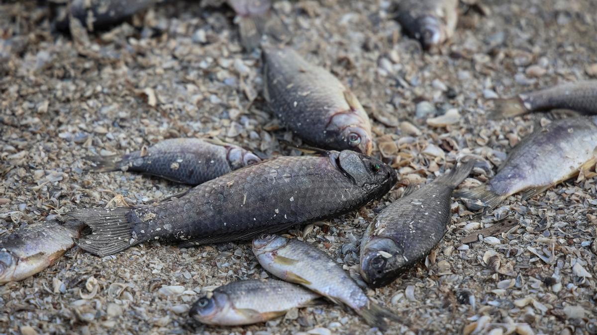 Dead fish are seen on the drained bottom of the Nova Kakhovka reservoir after the Nova Kakhovka dam breached in the village of Marianske