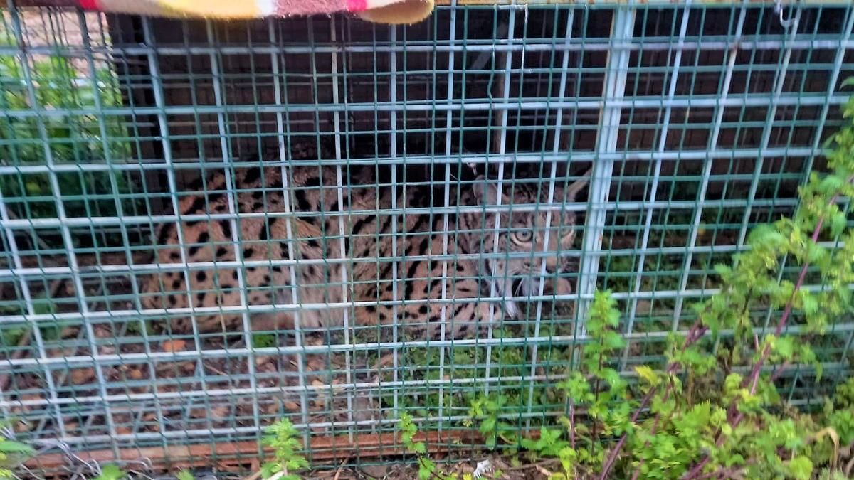 El lince ibérico capturado por agentes de Medio Ambiente, en el interior de la trampa.