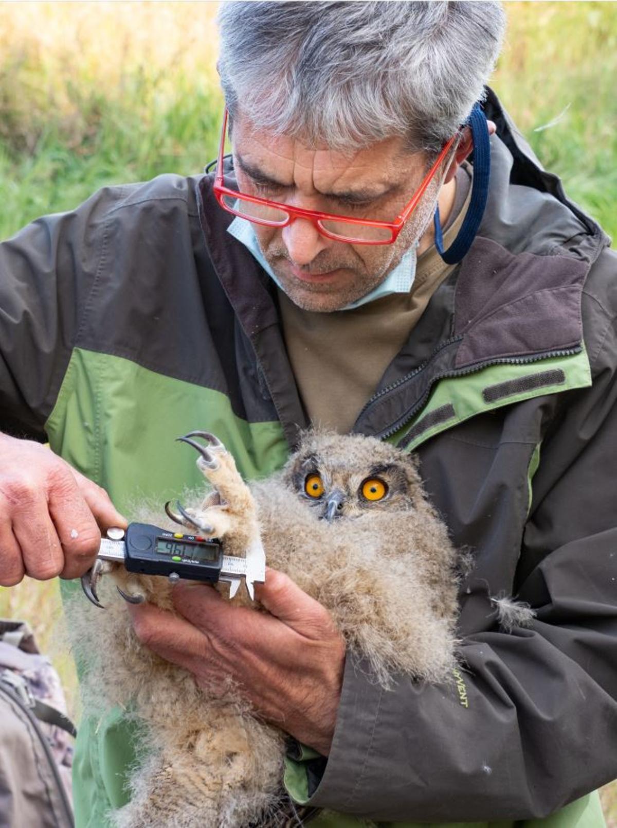 Jaume Ramot mesurant un poll de duc en el marc del projecte de l’estudi d’aquestes aus al Baix Empordà.
