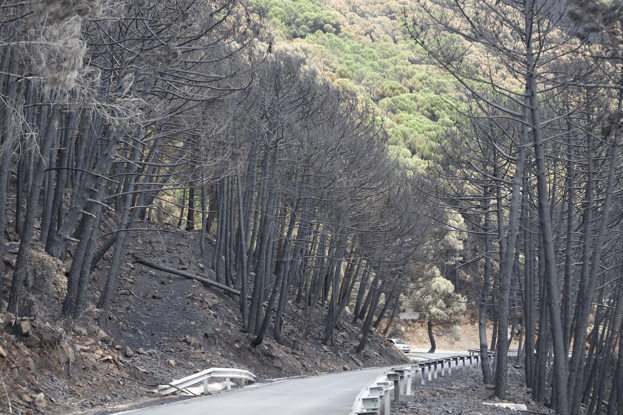 El Paraje de las Peñas Blancas en Estepona arrasado por el fuego