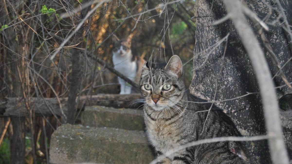 Uno de los gatos de la colonia felina de Lucena objeto de la denuncia contra el Ayuntamiento por parte de una productora de animales.