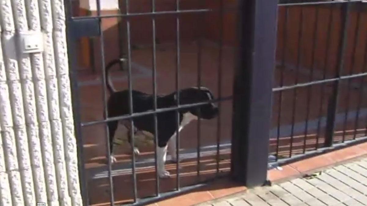 Un okupa que emplea perros agresivos atemoriza a los vecinos de la localidad de Umbrete, en Sevilla.