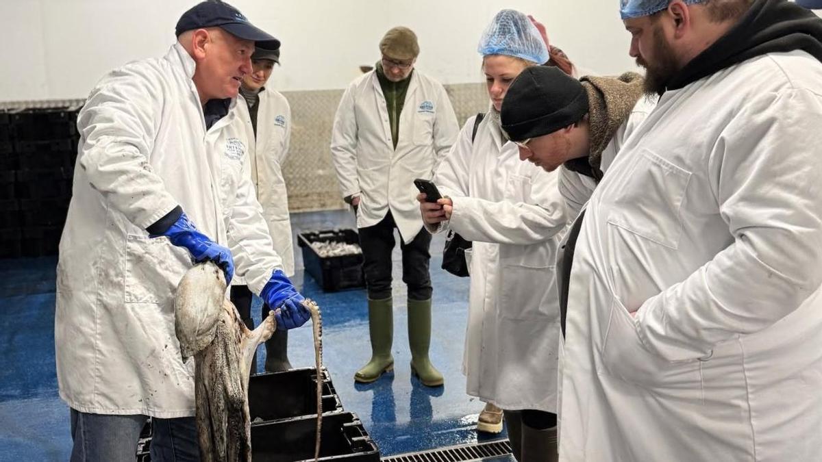 La «plaga» de pulpo resiste en Reino Unido y alcanza las 3.000 toneladas hasta junio, más que en las dos últimas campañas en Galicia juntas