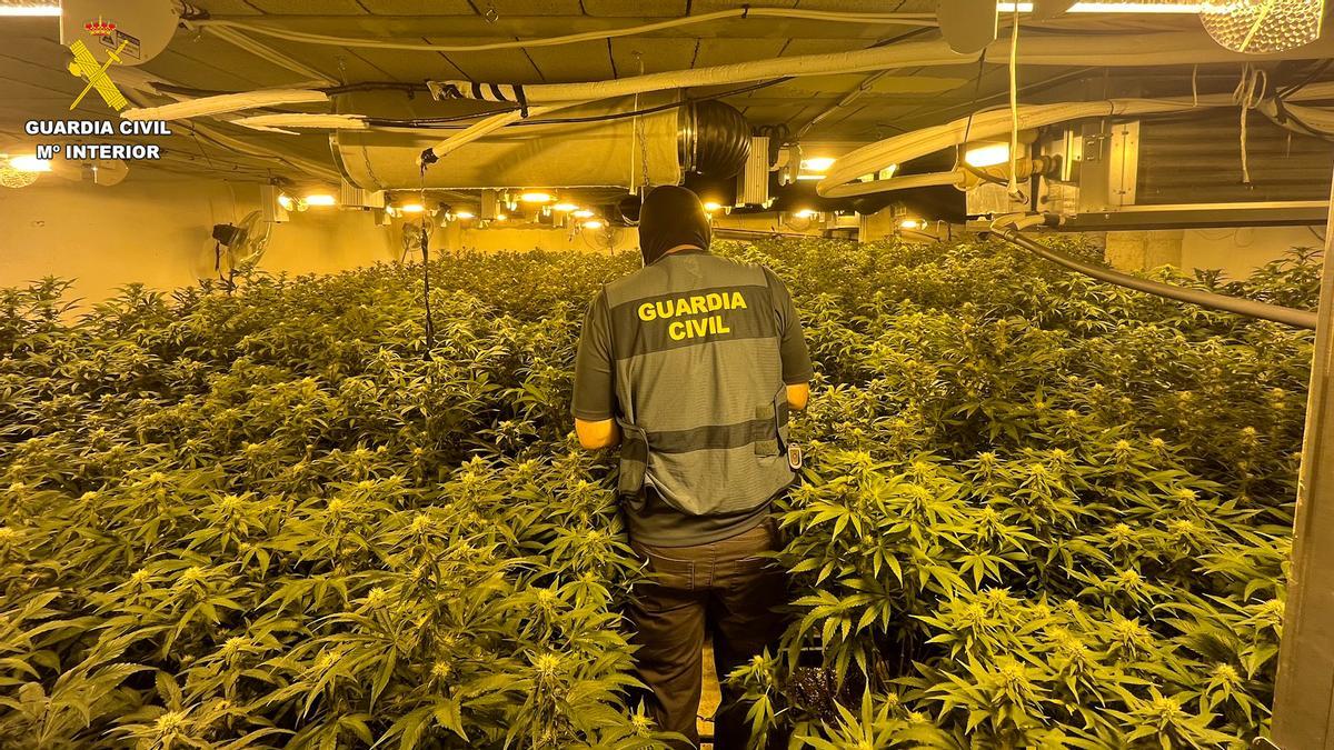 Plantaciones de marihuana tipo indoor en operación ‘Rajua’ en la comarca de la Vega Media.