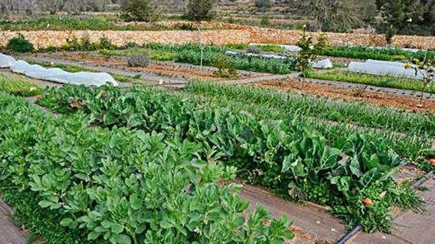 El cultivo de agricultura ecológica crece hasta las 35.176 hectáreas en Balears