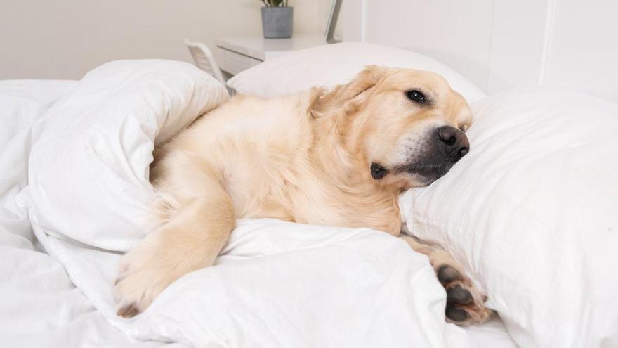 Los veterinarios y etólogos lo tienen claro: “Si tu perro du